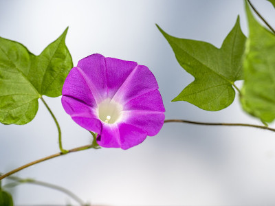 粉红色的牵牛花