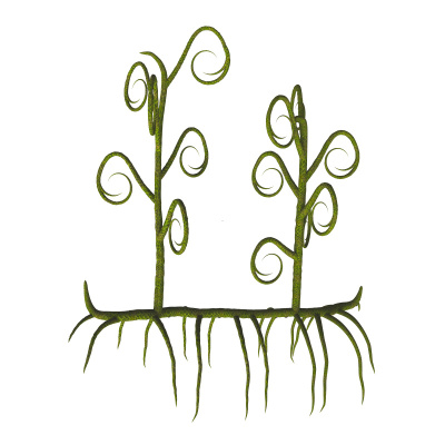 Asteroxylon sp植物