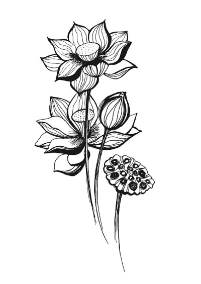 莲花