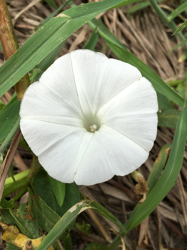 沼泽牵牛花在自然花园