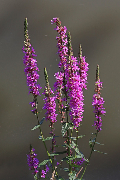 普通水杨(Lythrum salicaria)。