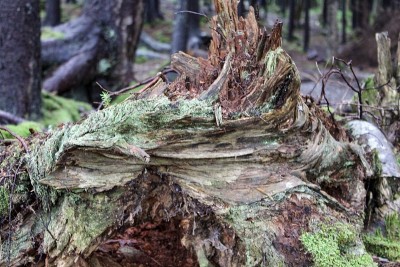在西弗吉尼亚州高山森林地衣和苔藓的特写