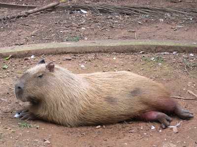 Capibara