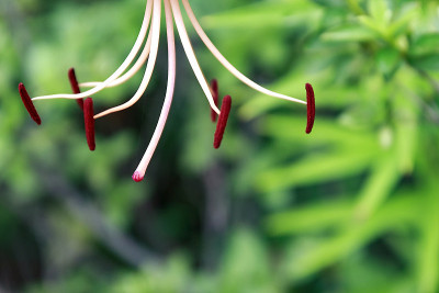 莉莉雄蕊