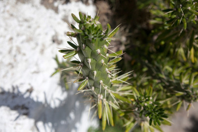 植物——仙人掌