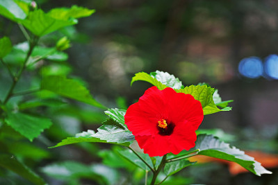芙蓉