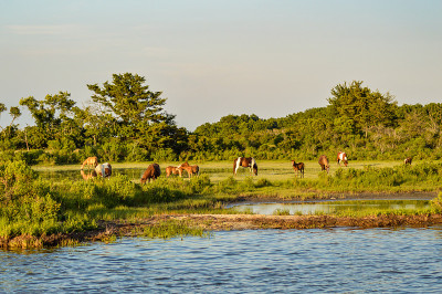 Chincoteague / Assateague岛野马