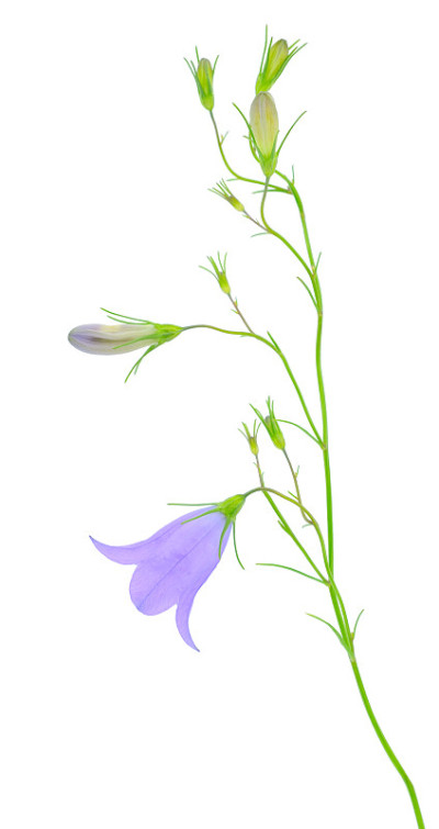 蓝色的蓝铃花