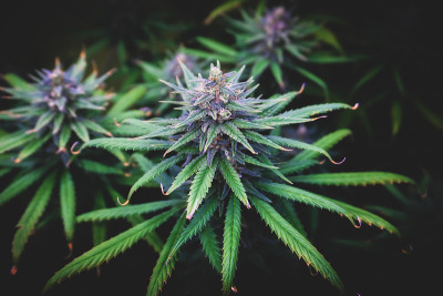 麻芽嫩绿叶，顶端呈紫色
