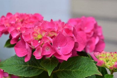 一个粉红色的绣球花盛开的特写