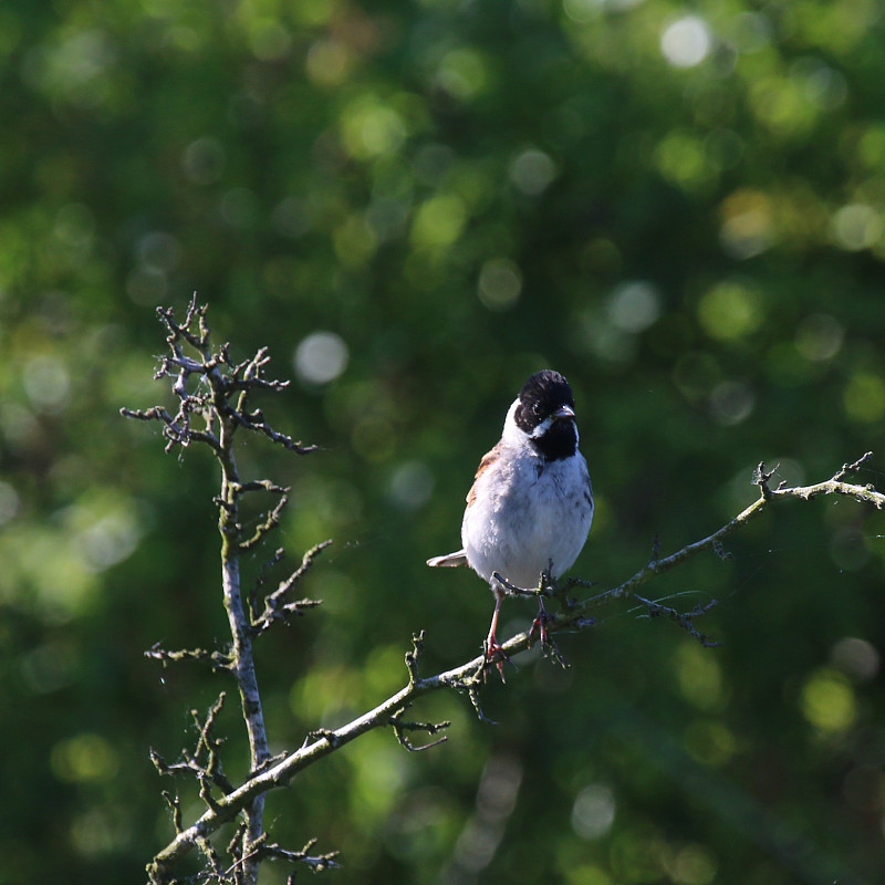 芦苇本汀(Emberiza schoeniclus)