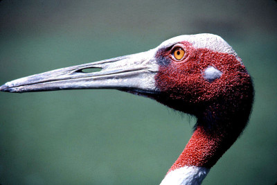 Sarus Crane近距离观察