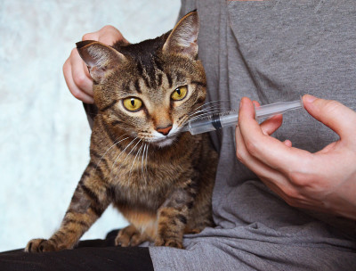 兽医用注射器给猫喂食