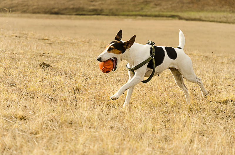 狐狸小猎犬在玩球