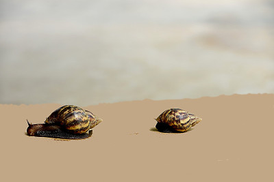 Molluscus