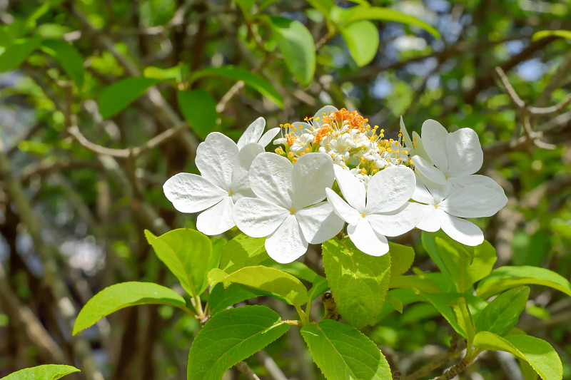 琼花花