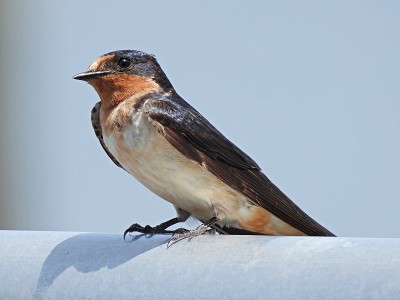 谷仓燕子(Hirundo rustica)栖息在金属栏杆上