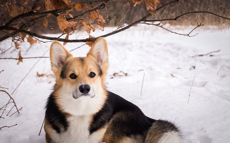 冬日森林里散步的威尔士柯基犬