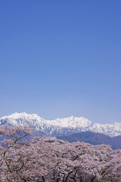 樱花与北阿尔卑斯山(长野县)