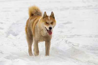 白雪上的红毛猎犬