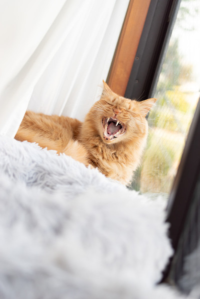 窗户边的猫