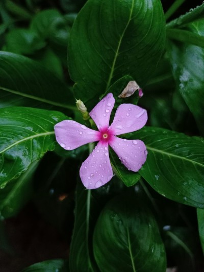 小长春花花