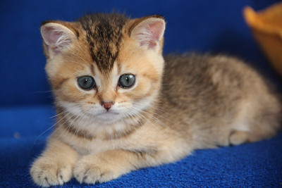小猫