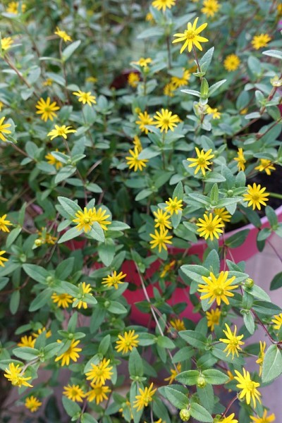 小黄的夏季雏菊家花园