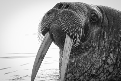 Tusker
