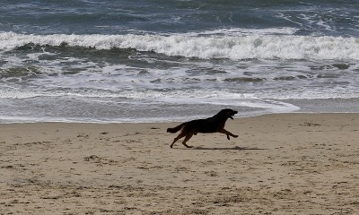 狗加州海滩
