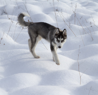 西伯利亚雪橇犬小狗