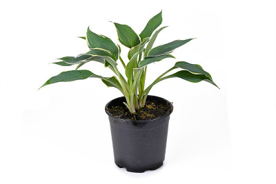玉簪属植物，白色背景，绿色叶子，白色边缘