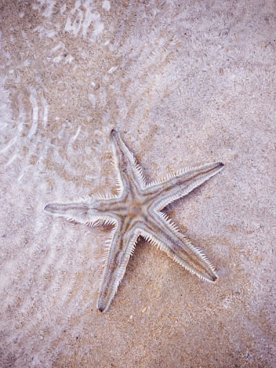海星