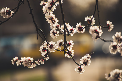 杏树开花