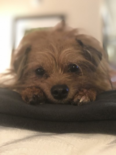 可爱的小猎犬和吉娃娃的爱