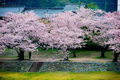 樱花树和花