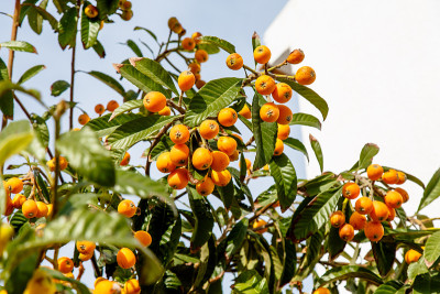 枇杷，或枸杞或枇杷，或Sesac (lat。枇杷(Eriobotrya japonica)成熟果实