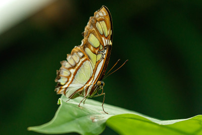 宏美丽的蝴蝶Siproeta stelenes