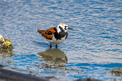 水边的红turnstone