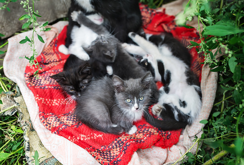 小猫咪躺在草地上