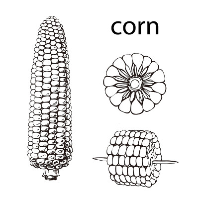 以玉米为背景的单色插图。