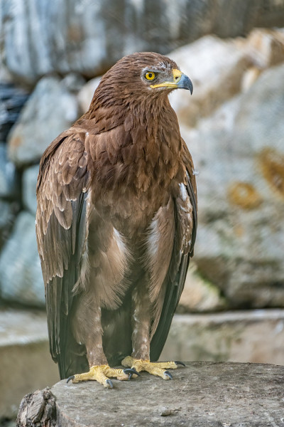 草原鹰是一种猛禽，它骄傲地坐在鸟舍里。Aquila nipalensis