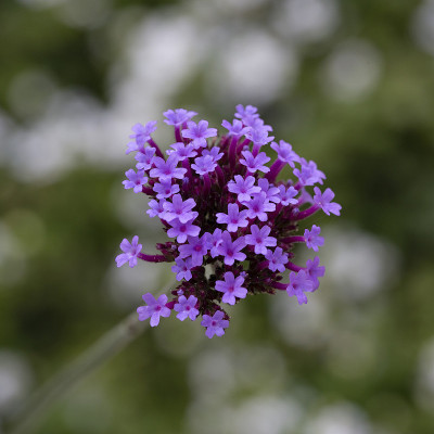 开花Purpletop马鞭草