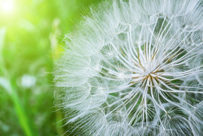 这就是我的企图Dandelion
