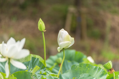 莲花