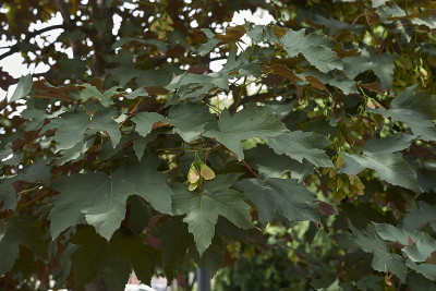 宏碁pseudoplatanus atropurpureum