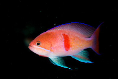 Red-belted anthias