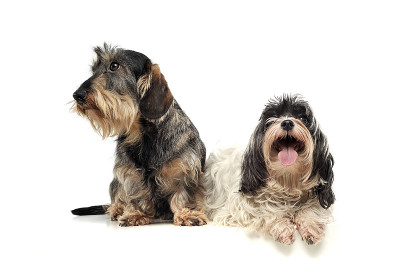 一只可爱的硬毛腊肠犬和一只哈瓦那犬看起来很满意