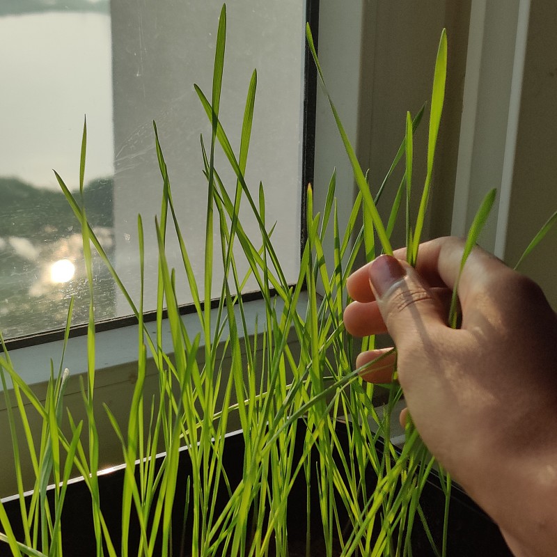 家里的窗边还长着麦草
