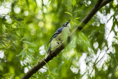 蓝鸟 (Cyanocitta cristata cristata)